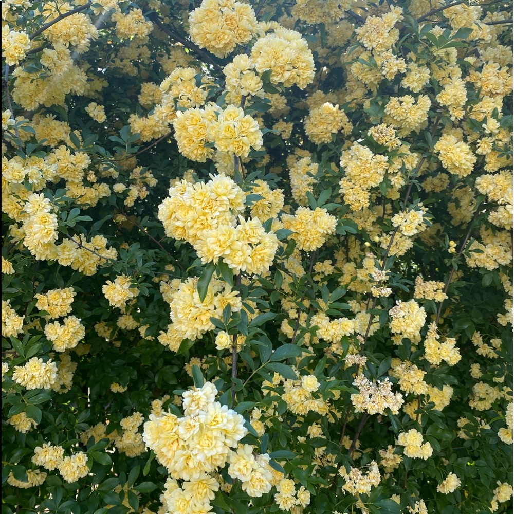 Meet your Posher, Michelle